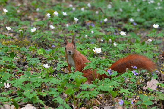 Red cute squirrel with white tummy sitting among wild spring flowers - wood anemones and purple violets .Wild animals outdoors photo