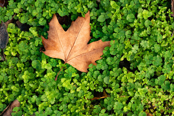 Closeup shot of a brown maple leaf on green plants background