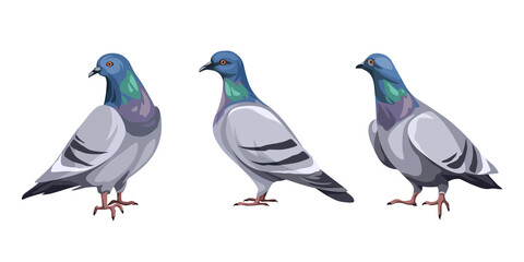 Set of pigeon birds isolated on a white background. Vector illustration