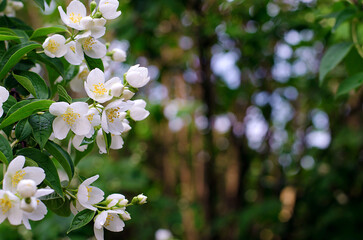 Blooming jasmine on a background of green boku.Beautiful nature. Postcard,Jasmine tea.