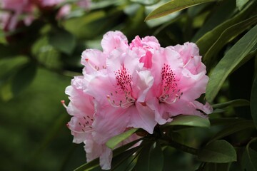  rhododendrons rose