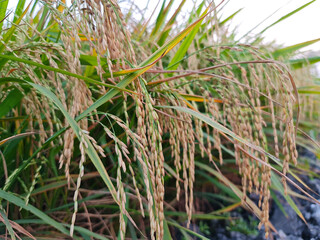 Close up of green rice plant. spike rice field. Organic food from India. Harvesting paddy in rice fields.