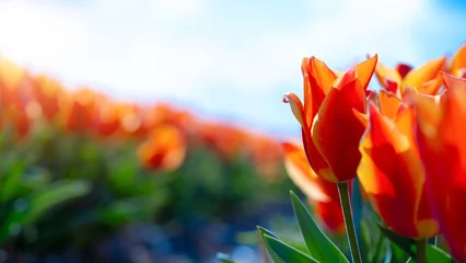 Fototapeten Panoramic landscape of orange beautiful blooming tulip field in Holland Netherlands in spring with blue sky, illuminated by the sun - Close up of Tulpis flowers backgrund banner panorama © Corri Seizinger