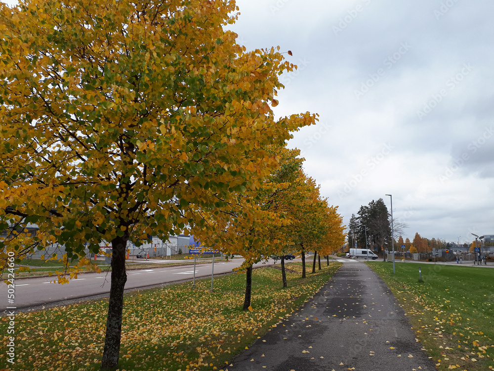 Sticker fall scenery with trees and leaves on the ground in vantaa, finland