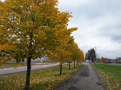 Fall scenery with trees and leaves on the ground in Vantaa, Finland