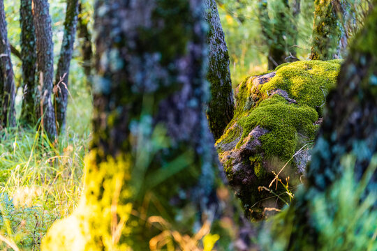 Roche et mousse dans un sous-bois de feuillus, Molompize, Cantal, Auvergne-Rhône-Alpes, France