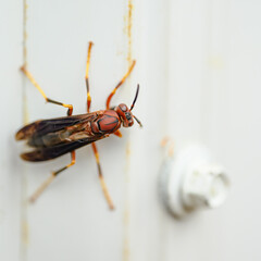 Wasp on white tin shingle