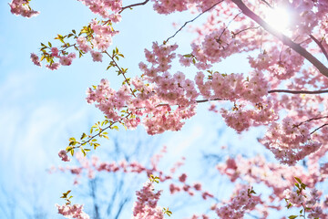 pink blossom on blue sky background close up with green leafs with sunshine