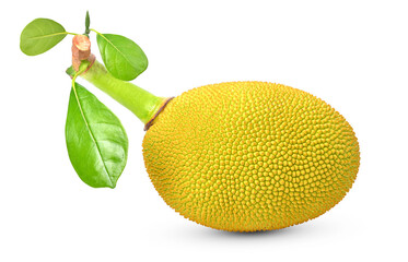 jackfruit on white background