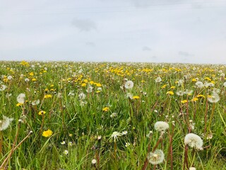 field of dandelions