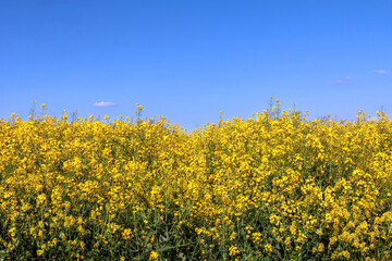 Canola field nature background - Ukranian flag colors
