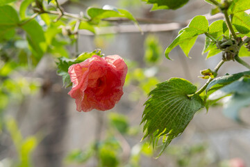 Flor de algodón 