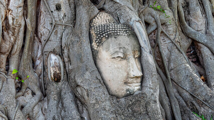 Buddha head in tree roots in Ayutthaya, Thailand - obrazy, fototapety, plakaty