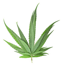 Heap of Marijuana leaves, green cannabis leaves on white background. Top view