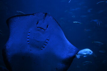 エイのいる水族館