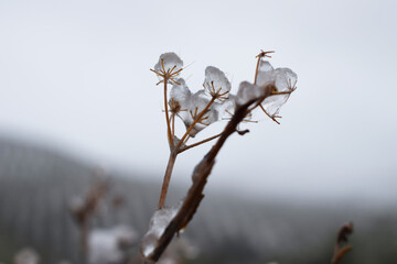 Ice in a plant in the winter time, grey cold background