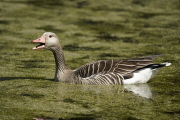 Greylag Goose (Anser anser) Anatidae family. Hanover, Germany