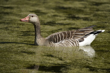 Greylag Goose (Anser anser) Anatidae family. Hanover, Germany