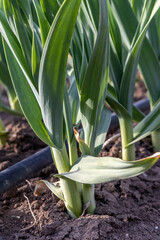 Obraz premium Winter garlic in April. L. - Allium sativum. Vertical. Most popular seasoning in cooking. Fresh garlic leaves are edible in spring
