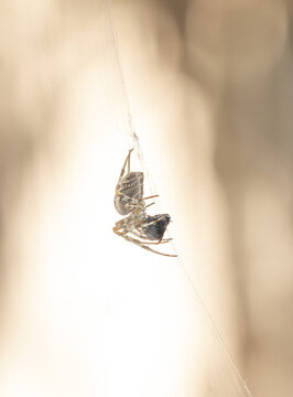 Macro shot of a cyclosa conica, small spider spinning its web