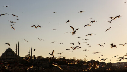 A lot of seagulls in the sunset. Birds background.