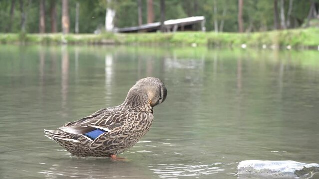 Gray wild mallard duck in the water on the lake