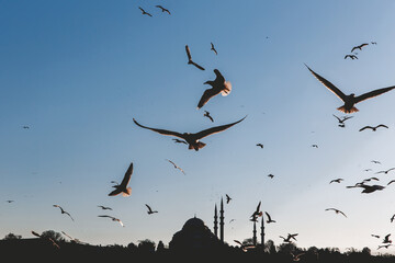 Istanbul silhouette and seagulls at sunset, Suleymaniye mosque, Turkey.