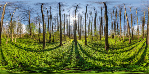 full seamless spherical 360 hdri panorama view in beautiful spring forest or park with bright sun shining through the trees in equirectangular projection, ready VR AR content