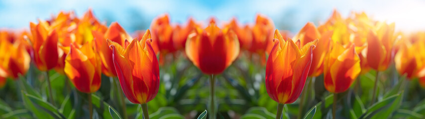 Panoramic landscape of orange beautiful blooming tulip field in Holland Netherlands in spring with...
