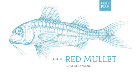 Realistic red mullet fish vector illustration. Seafood menu design