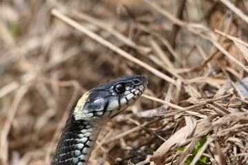 A snake, a large snake in the spring forest, in dry grass in its natural habitat, basking in the sun. High quality photo