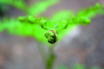 Macro shot of part of green rope with blurred background