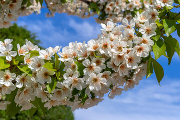 Branch of flowering cherry tree. Cherry Blossoms. Topic - gardening, spring, blooming gardens