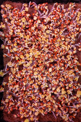Purple micro-green radish sprouts in a tray or container under the lamp. Growing radish or basil sprouts in close-up at home. The concept of vegan and healthy food. Sprouted seeds, micro-greens