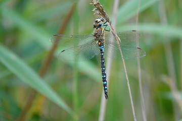 Closeup shot of a migrant hawker dragonfly perched on a reed on the blurry background