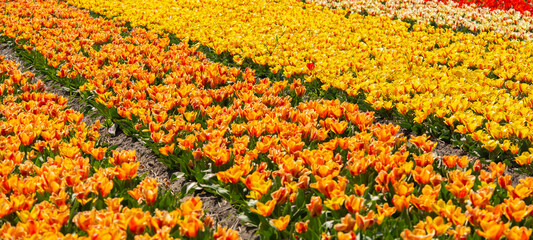 Fototapeta na wymiar Panoramic landscape of yellow orange beautiful blooming tulip field in Holland Netherlands in spring, illuminated by the sun - Tulpis flowers backgrund banner panorama