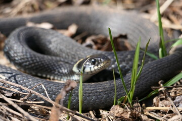A snake, a large snake in the spring forest, in dry grass in its natural habitat, basking in the sun. High quality photo