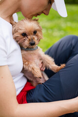 Woman embracing adorable Yorkshire Terrier in her lap. Female Yorkie dog owner hugging  her cute lapdog.
