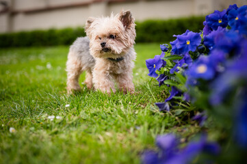 Old but still cute Yorkshire Terrier posing on grass in park. Cute little Yorkie dog standing by the blue flowers in a garden and looking away.