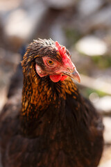 Black hen with golden feathers