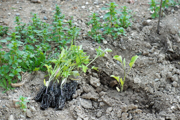 Pimenteras en la tierra del huerto  para plantar, otra al lado ya plantada, plantas y huerto para el verano