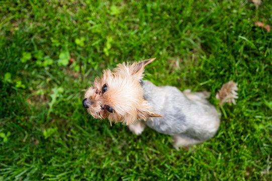 Table top view of beautiful Yorkshire Terrier looking up while sitting on green grass. Flat lay image of cute Yorkie dog in park.