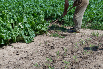 pertona mayor entrecavando patatas y sacando hiervas malas, jubilado activo en el huerto, trabajando y cuidando las plantas de patatas