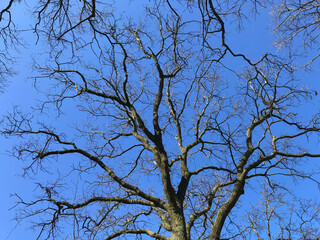 Baum ohne Blätter im Winter bei blauem Himmel