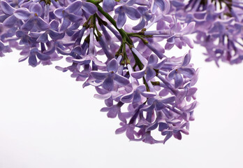 Obraz premium close-up of purple lilac flowers
