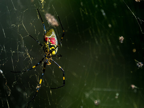 Female Joro Spider on its web in Yokohama Park, Japan