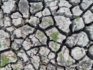 Black dry soil or cracked ground into the dry season.. Grass growing from cracked earth.