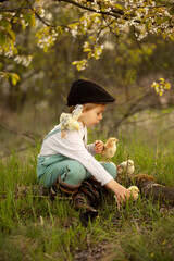 Beautiful toddler boy, child in vintage clothing, playing with little chicks in the park under blooming tree in garden