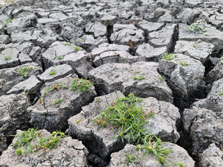 Black dry soil or cracked ground into the dry season.. Grass growing from cracked earth.