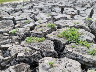 Black dry soil or cracked ground into the dry season.. Grass growing from cracked earth.